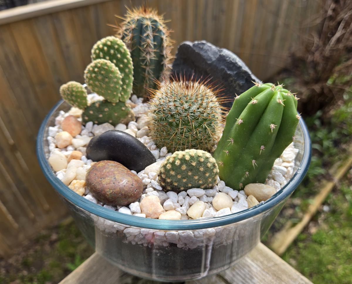 Cactus Terrarium Prickly Tutorial
